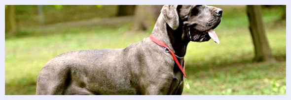 Немецкий дог - всё о собаке 19 веке немецкий дог