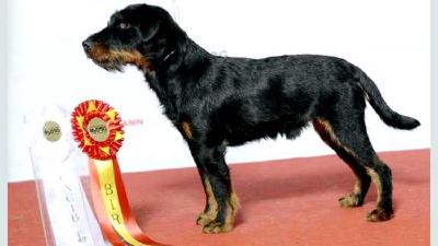 Немецкий ягдтерьер — всё о собаке