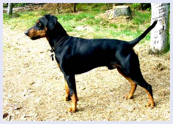 Немецкий пинчер - всё о собаке Итак, немецкий пинчер - это