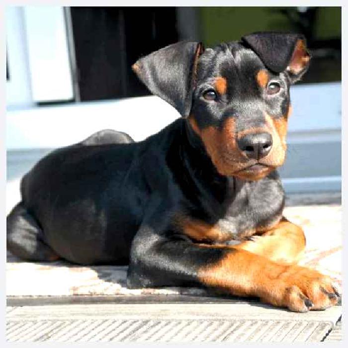 Немецкий пинчер — всё о собаке