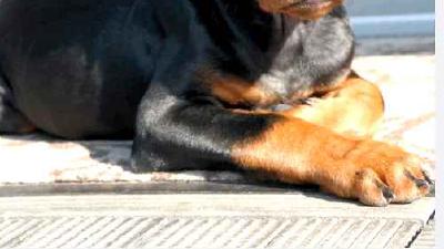 Немецкий пинчер — всё о собаке