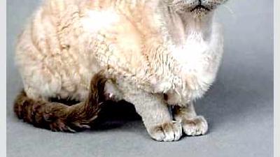 Немецкий рекс — всё о кошках