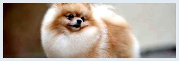 Немецкий шпиц - всё о собаке обучаемые         Шпицы обладают