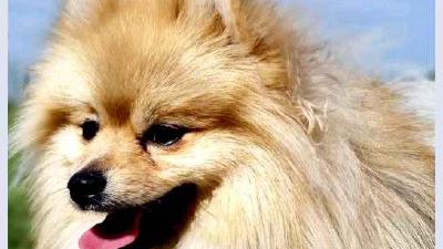 Немецкий шпиц — всё о собаке