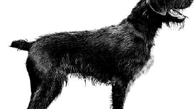 Немецкий штихельхаар — всё о собаке