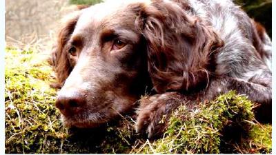 Немецкий вахтельхунд — всё о собаке
