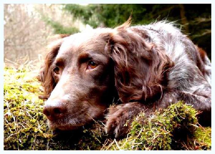 Немецкий вахтельхунд — всё о собаке