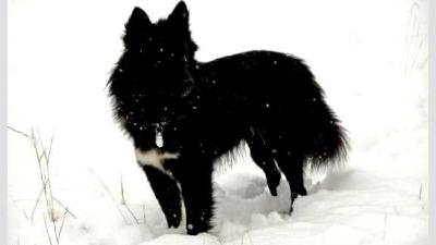 Ненецкая лайка — всё о собаке