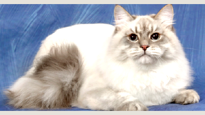 Невская маскарадная кошка — всё о кошках