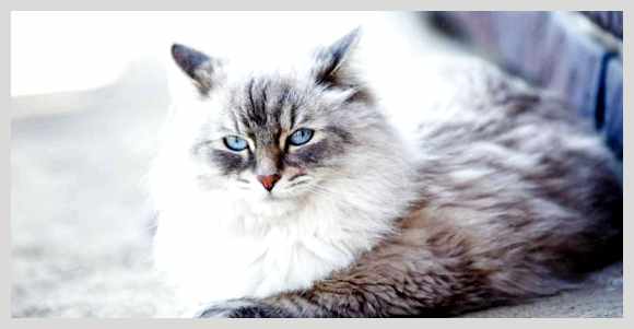 Невская маскарадная кошка - всё о кошках Невская маскарадная кошка
