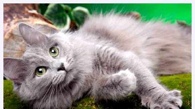 Нибелунг — всё о кошках