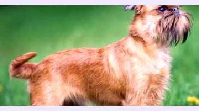 Нивернейский гриффон — всё о собаке