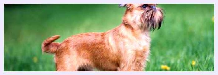 Нивернейский гриффон — всё о собаке