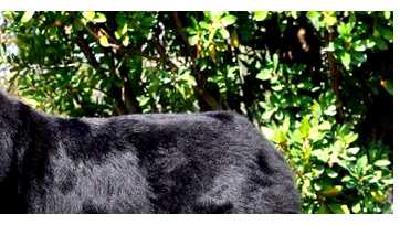 Ньюфаундленд (порода собак) — всё о собаке