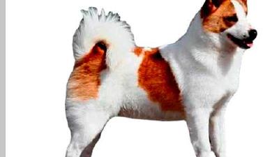 Норботтен-шпиц — всё о собаке