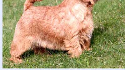 Норфолк-спаниель — всё о собаке