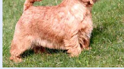 Норфолк-терьер — всё о собаке