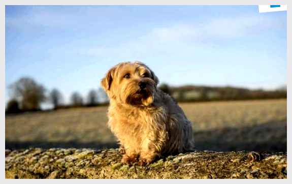 Норфолк-терьер - всё о собаке воспитания Ставьте