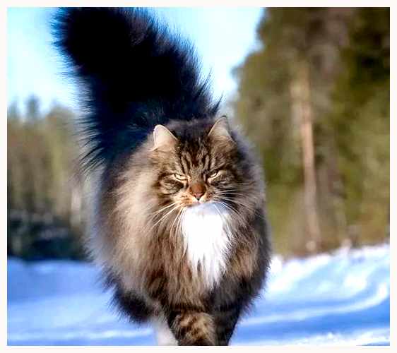 Норвежская лесная кошка - всё о кошках независимой натуре, норвежская