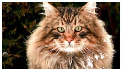 Норвежская лесная кошка — всё о кошках