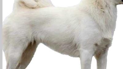 Норвежский бухунд — всё о собаке