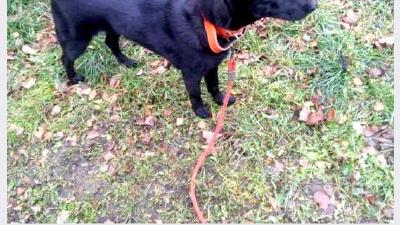 Норвежский чёрный элкхунд — всё о собаке