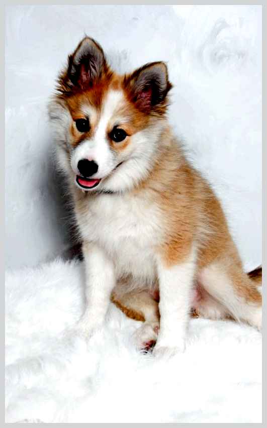 Норвежский лундехунд - всё о собаке Активный образ жизни Норвежский лундехунд