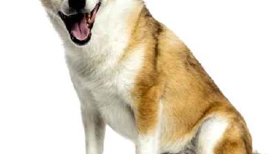 Норвежский лундехунд — всё о собаке