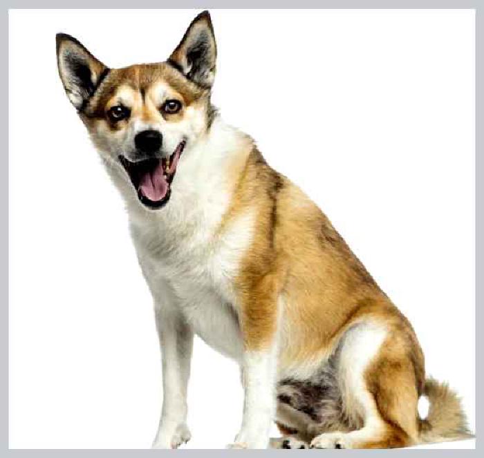 Норвежский лундехунд — всё о собаке