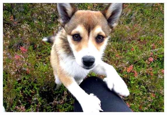 Норвежский лундехунд - всё о собаке Вес От 13 до