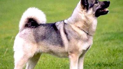 Норвежский серый элкхунд — всё о собаке