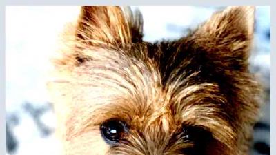 Норвич-терьер — всё о собаке