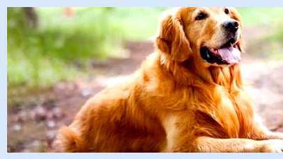 Новошотландский ретривер — всё о собаке