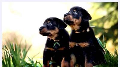 Новозеландская овчарка — всё о собаке