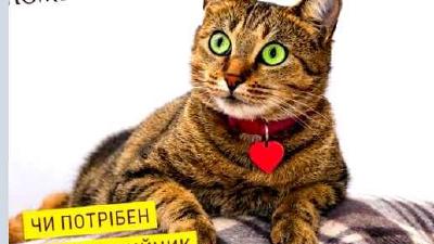 Нужен ли кошке ошейник