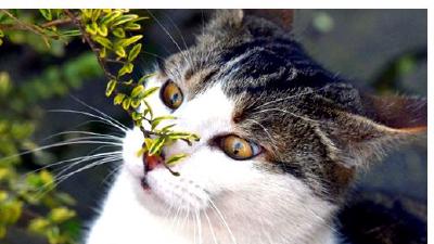 Обоняние кошек и их орган Якобсона