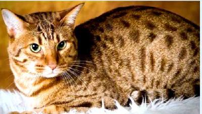 Оцикет — всё о кошках