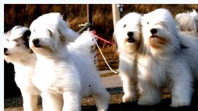 Одис — всё о собаке