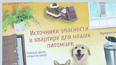 Опасные предметы для собак как обезопасить домашнее пространство