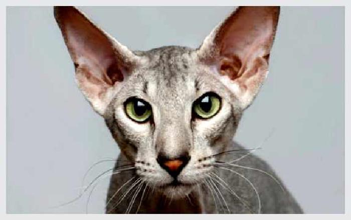 Ориентальная кошка — всё о кошках