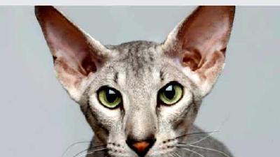 Ориентальная кошка — всё о кошках