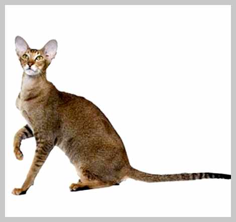 Ориентальная кошка - всё о кошках Заболевание Описание Амилоидоз Это генетическое