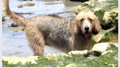 Оттерхаунд — всё о собаке