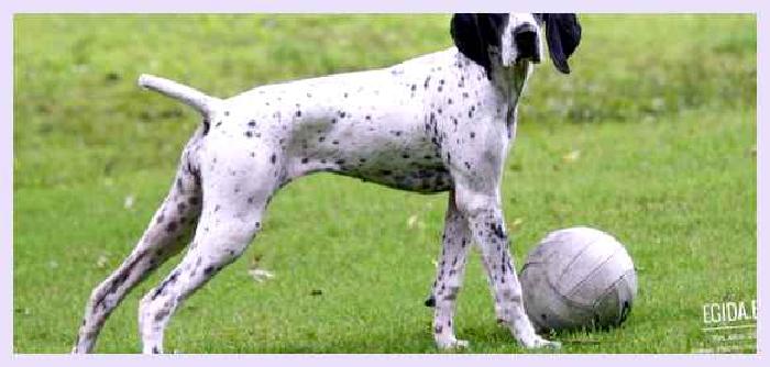 Овернский бракк — всё о собаке