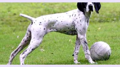 Овернский бракк — всё о собаке