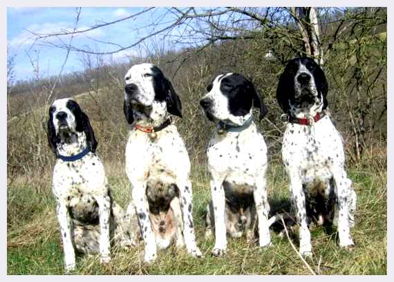 Овернский бракк - всё о собаке спокойствие, что поможет собаке понять