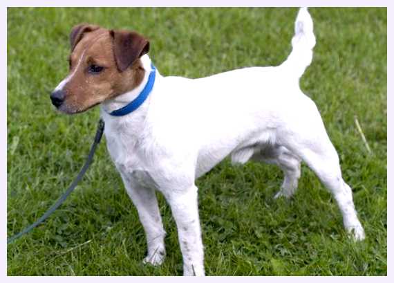 Парсон-рассел-терьер - всё о собаке