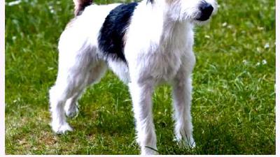 Парсон-рассел-терьер — всё о собаке