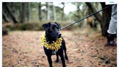 Паттердейл-терьер — всё о собаке