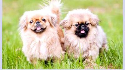 Пекинес — всё о собаке